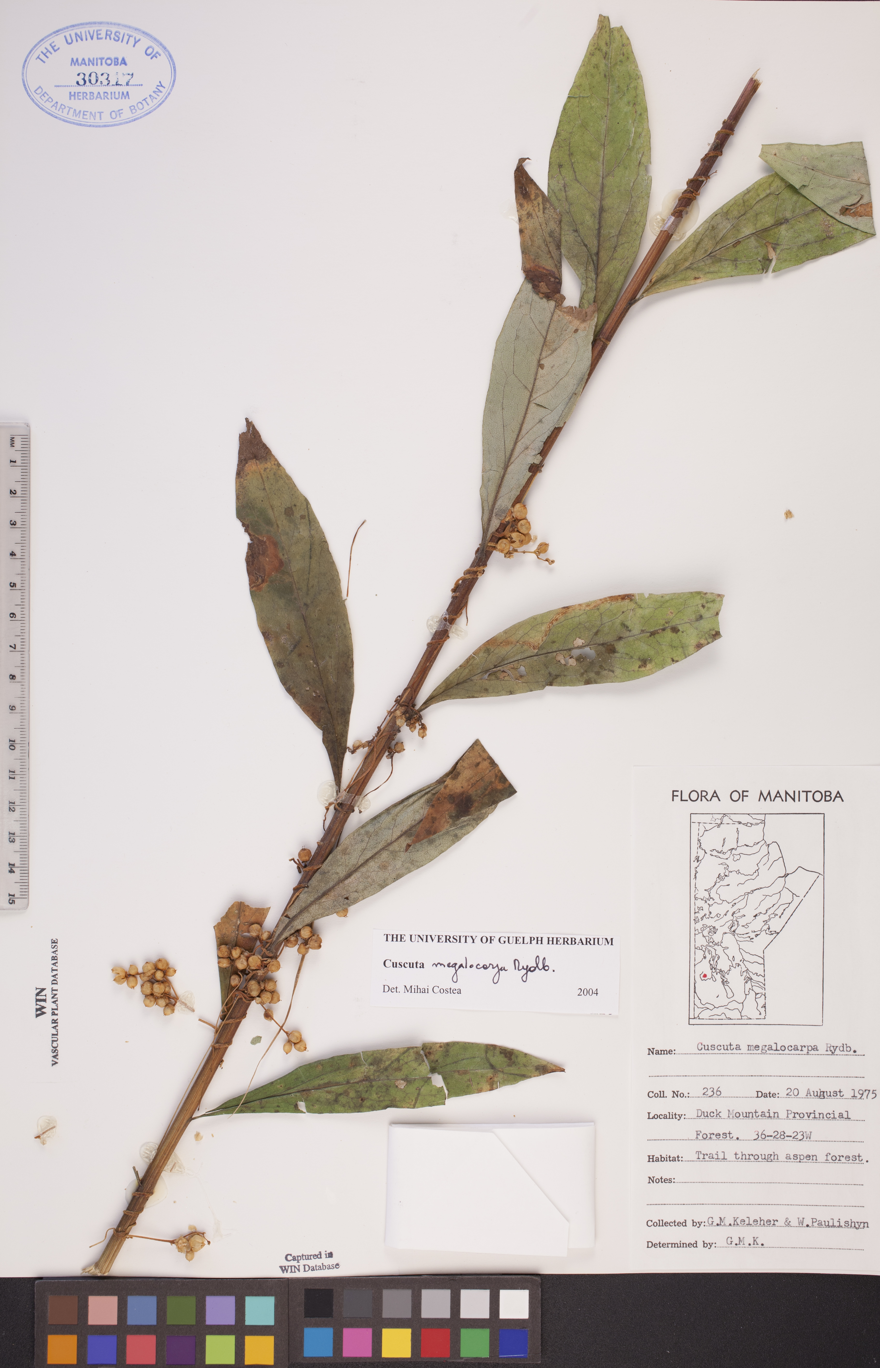 Cuscuta megalocarpa image